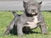 American Pitbull Terrier Blue-Line Welpe