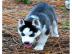 Siberian Husky Welpen suchen neues Zuhau