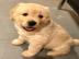 Atemberaubende Golden Retriever Welpen f