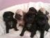 Mops Welpen