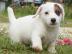 Jack Russell Welpen Reinrassig