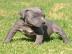 wundersch�ne Reinsassige Blueline Pitbul