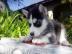 Siberian Husky Welpen mit blauen Augen
