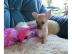 Reizende reinrassige CHIHUAHUA Welpen