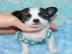 Mini Chihuahua Welpen (weiblich) &(m�nnl