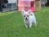 Mini Chihuahua Welpen