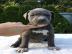 American Staffordshire Terrier Welpen