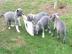 Sch�ne blaue Pitbull Welpen