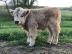 Mini Highland Cattle,Dexter,Schottisches