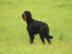 Welpen Gordon Setter mit PP Abn.  August