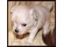 Chihuahua welpen fur 150 euros