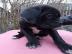 Cane Corso Welpen mit FCI Papieren 300 EUR