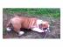 100% OEB FCI Englische Bulldogge Welpen