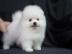 Wundersch�ne Pomeranian Zwergspitzwelpen