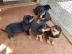 Rottweiler Welpen