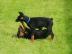 Dobermann-Welpen, schwarz, braun, FCI St
