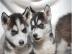 Reinrassige Siberian Husky Welpen mit Pa