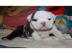 Englische Bulldoggen Welpen mit Papieren