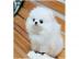 Zwergspitz Pomeranian welpen Mit Paiere
