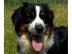 Miniature Australian Shepherd Welpen