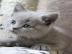 BKH Katzenbabys
