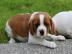 Cavalier King Charles Welpen