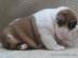 Englische Bulldoggen Welpen English Bull