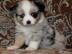 Australian Shepherd pupps
