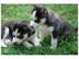 Wundersch�ne Siberian Husky Welpen