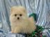 MINI Zwergspitzwelpen/Pomeranian