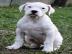 Dogo Argentino Welpen zu verkaufen
