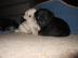 Mops Welpen umst�ndehalber abzugeben,