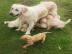 Liebevolle Golden Retriever Welpen f�r R