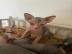 Sch?nes Sphynx-K?tzchen