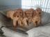 Cocker Spaniel Welpen zu verkaufen