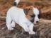 Bildsch?ne Jack-Russell-Welpen in Liebe