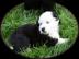S��e Mini Aussie Welpen