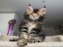 Maine-Coon-K�tzchen zu verkaufen!