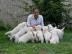 Labrador Retriever Babys mit Papieren