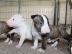 Wundersch�ne Miniatur Bullterrier Welpen