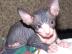 S��e erwachsen Sphynx sucht neues Haus