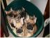 S�se Franz�sische Bulldogge - welpen