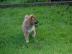 Shiba Inu Welpen