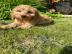 Cockapoo Jungen und M?dchen