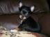 s��e reinrassige Chihuahua Welpen