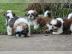Gut aussehende Shih Tzu Welpen