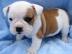 Unsere sch�ne Bulldogge Welpen zur Annah