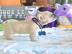 Franz�sische Bulldog Welpen