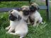 Super niedliche Mops Welpen