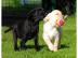 sch�ne Labrador Retriever Babys